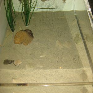 Fiskeri- og Søfartsmuseet - Mixed flatfish tank