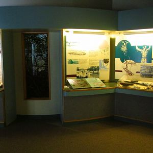 Calusa Exhibits Closeup