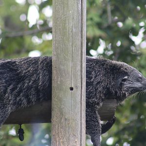 Binturong