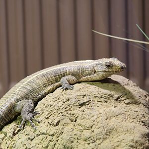 Giant Plated Lizard