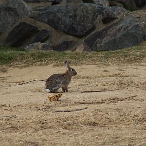 Wild European Rabbit
