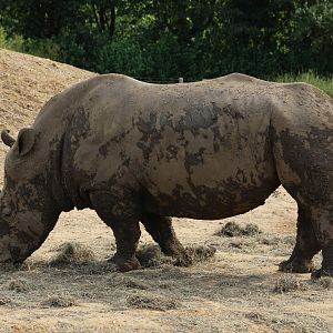 Southern White Rhinoceros