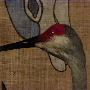 Sandhill Crane Closeup