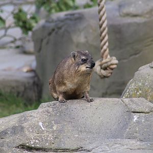 Syrian Rock Hyrax
