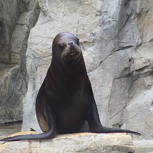 Patagonian Sea Lion