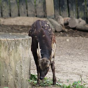 Visayan Spotted Deer