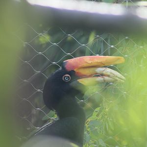 Sumatran Rhinoceros Hornbill