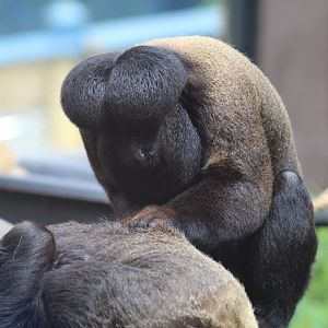 Red-Backed Bearded Saki