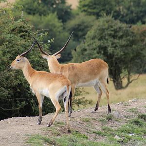 Kafue Lechwe