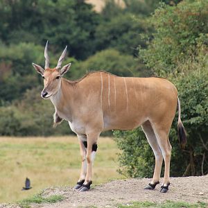 Common Eland