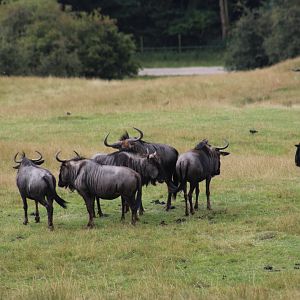 Blue Wildebeest