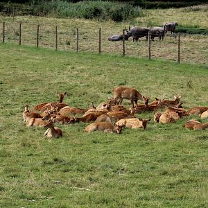 Barasingha and Asian Water Buffalo