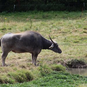Asian Water Buffalo