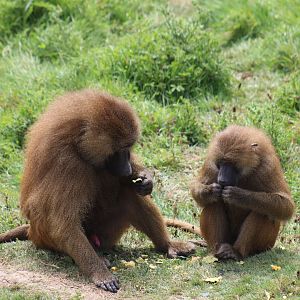 Guinea Baboons