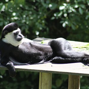 Black-and-White Colobus