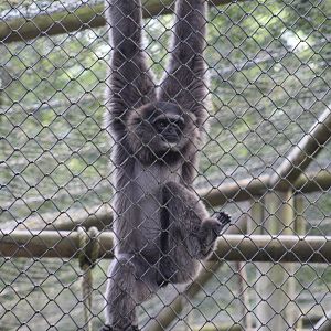 Javan Gibbon