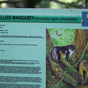 Golden-Bellied Mangabey Signage