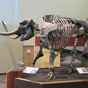 Aucilla Mastodon (American Mastodon)