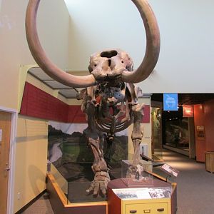 Aucilla Mastodon Frontal View