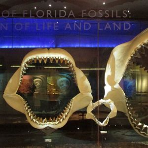 Florida Fossils: Evolution Of Life & Land Entrance