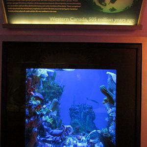 Cambrian Period Diorama