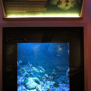 Ordovician Period Diorama