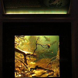 Devonian Period Diorama