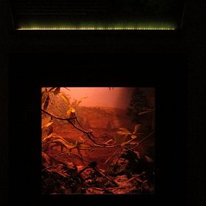 Permian Period Diorama