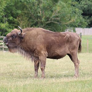 European Bison