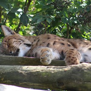 Carpathian Lynx