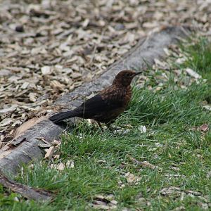 Wild Juvenile Common Blackbird