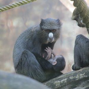 Eastern putty-nosed monkey