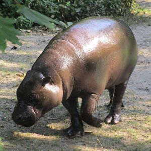 Pygmy Hippo