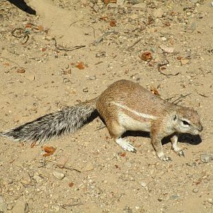 Cape Ground Squirrel