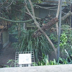 Cotton-top Tamarin Exhibit with Inaccurate Signage - 13/5/2017