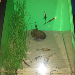 Fiskeri- og Søfartsmuseet - Mixed tank