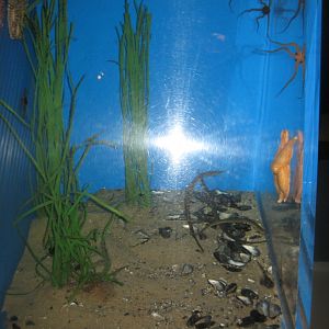 Fiskeri- og Søfartsmuseet - Mixed tank