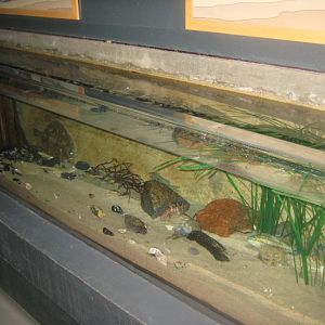 Fiskeri- og Søfartsmuseet - Open coast tank