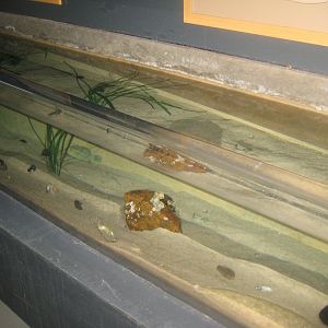 Fiskeri- og Søfartsmuseet - Open coast tank