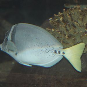 Prionurus Latticlavius - Razor surgeonfish