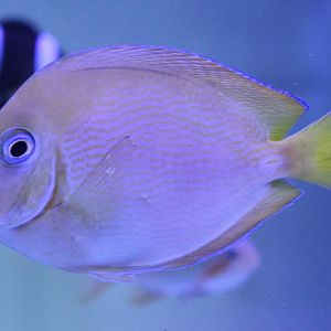 Surgeonfish ID