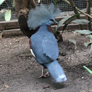 Red-breasted crowned pigeon