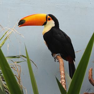 Toco toucan
