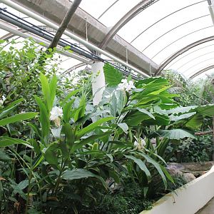 Walk-through-enclosure Wreathed hornbill