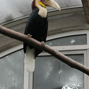 Wreathed hornbill Male