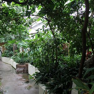 Walk-through-enclosure Wreathed hornbill