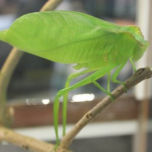 Cnemidophyllum citrifolium