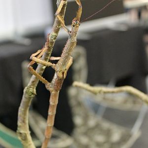 Achrioptera fallax