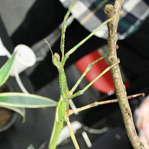 Podacanthus viridroseus