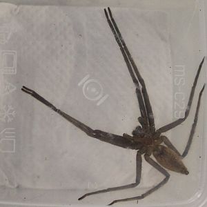 Spider ID